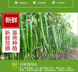新鮮線椒批發指南 尖椒、青椒、二荊條一站式采購，壞椒包賠保障