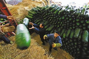 菜農(nóng)春節(jié)不休 讓市民吃上新鮮蔬菜